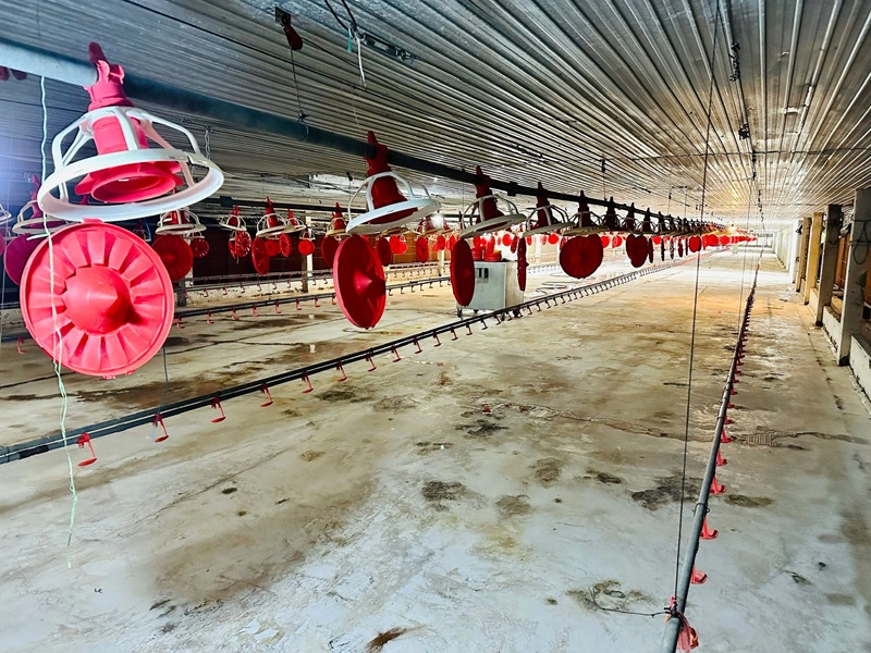 Có nên vay vốn chăn nuôi hay không?