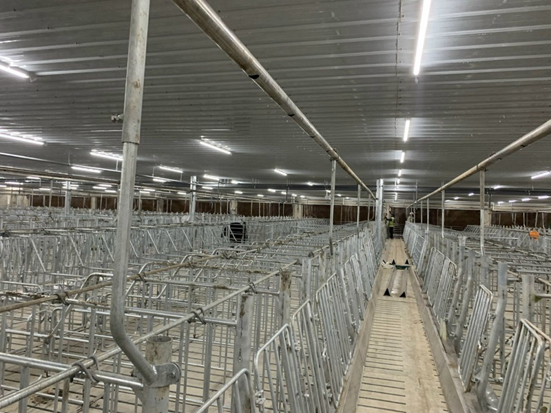 Bố trí chuồng trại chăn nuôi heo là gì?