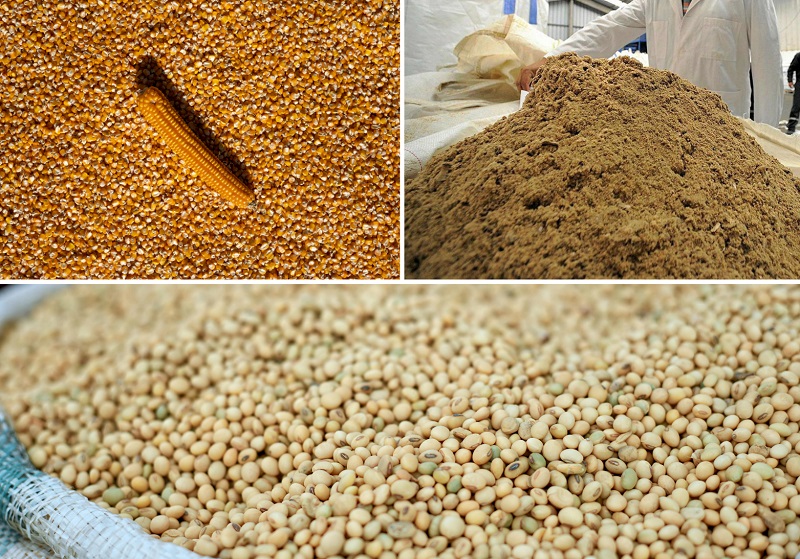 Cách chọn thức ăn chăn nuôi