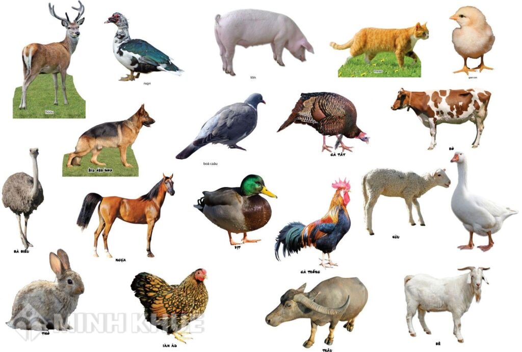 tốc độ tăng trưởng của vật nuôi 