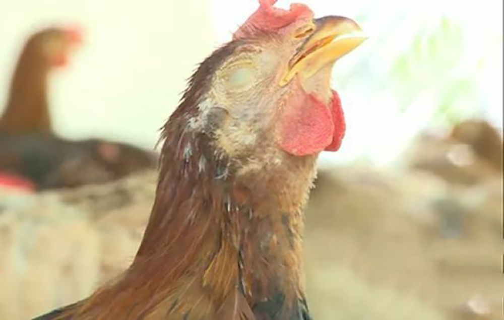 gà chậm lớn