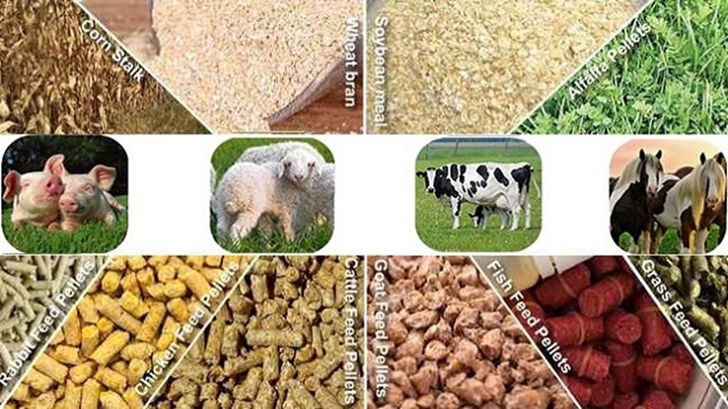 giảm tiêu tốn thức ăn