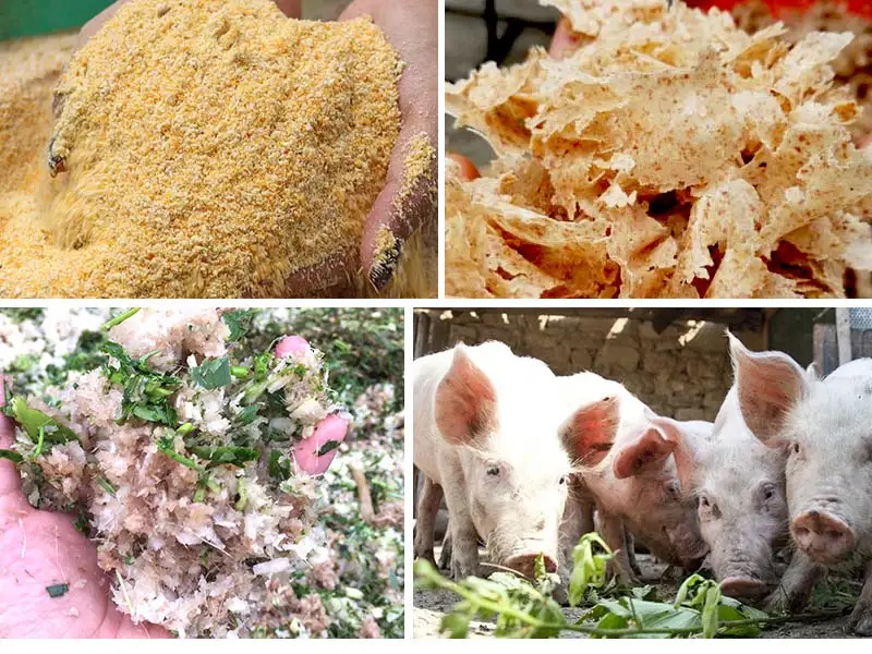 khẩu phần ăn cho heo chưa phù hợp