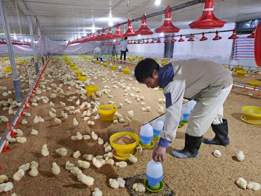gà giảm đẻ