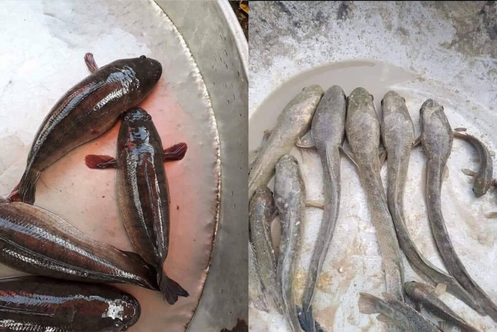 cá thiếu dinh dưỡng